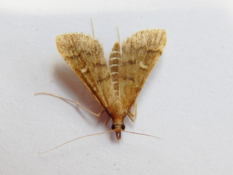 Crambidae da ID - Dolicharthria punctalis